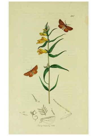 Reproducción/Reproduction 49640256008: British entomology :. London,Printed for the author,1823-1840 [i.e. 1840].. 