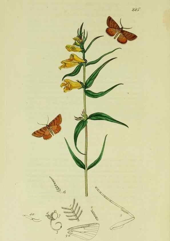 Reproducción/Reproduction 49640256008: British entomology :. London,Printed for the author,1823-1840 [i.e. 1840].. 