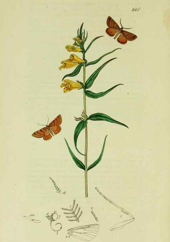 Reproducción/Reproduction 49640256008: British entomology :. London,Printed for the author,1823-1840 [i.e. 1840].. 