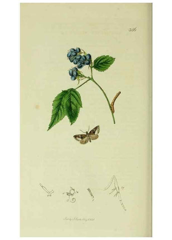 Reproducción/Reproduction 49640194993: British entomology :. London,Printed for the author,1823-1840 [i.e. 1840].. 