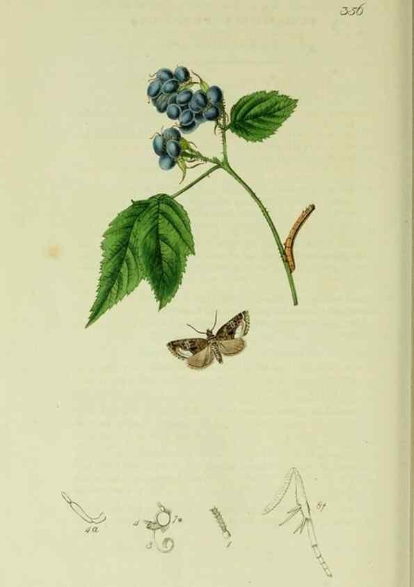 Reproducción/Reproduction 49640194993: British entomology :. London,Printed for the author,1823-1840 [i.e. 1840].. 