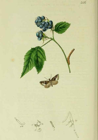 Reproducción/Reproduction 49640194993: British entomology :. London,Printed for the author,1823-1840 [i.e. 1840].. 