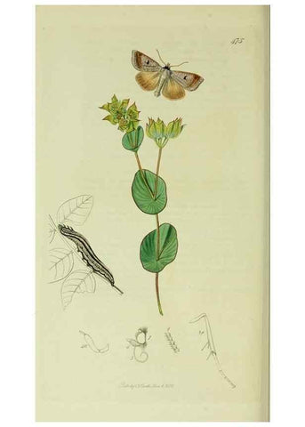 Reproducción/Reproduction 49640195623: British entomology :. London,Printed for the author,1823-1840 [i.e. 1840].. 