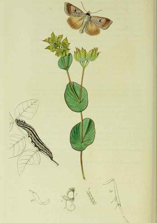 Reproducción/Reproduction 49640195623: British entomology :. London,Printed for the author,1823-1840 [i.e. 1840].. 