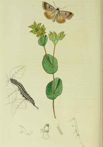Reproducción/Reproduction 49640195623: British entomology :. London,Printed for the author,1823-1840 [i.e. 1840].. 