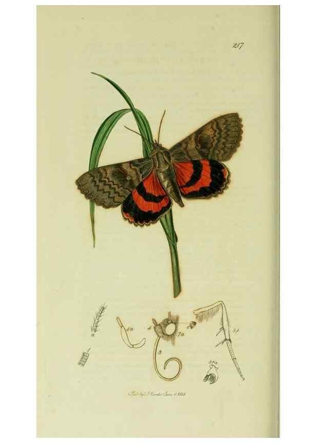 Reproducción/Reproduction 49640991767: British entomology :. London,Printed for the author,1823-1840 [i.e. 1840].. 