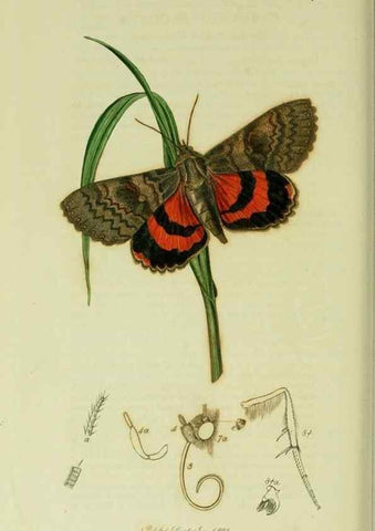 Reproducción/Reproduction 49640991767: British entomology :. London,Printed for the author,1823-1840 [i.e. 1840].. 