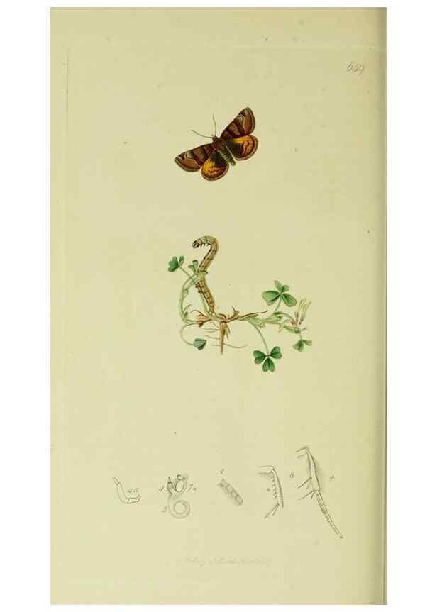 Reproducción/Reproduction 49640992077: British entomology :. London,Printed for the author,1823-1840 [i.e. 1840].. 