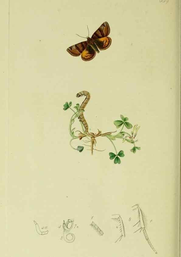 Reproducción/Reproduction 49640992077: British entomology :. London,Printed for the author,1823-1840 [i.e. 1840].. 