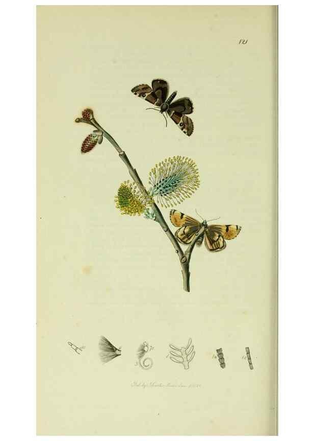 Reproducción/Reproduction 49640719236: British entomology :. London,Printed for the author,1823-1840 [i.e. 1840].. 