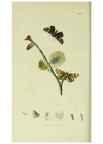 Reproducción/Reproduction 49640719236: British entomology :. London,Printed for the author,1823-1840 [i.e. 1840].. 