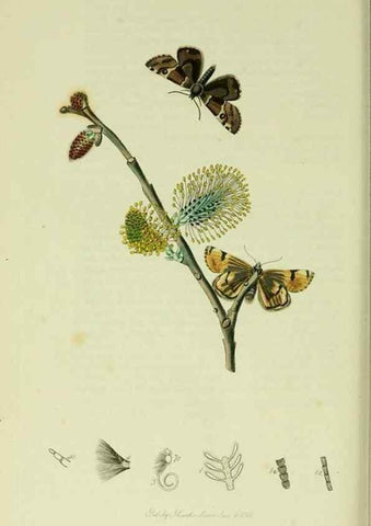 Reproducción/Reproduction 49640719236: British entomology :. London,Printed for the author,1823-1840 [i.e. 1840].. 