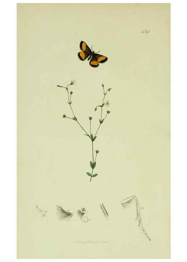 Reproducción/Reproduction 49640254558: British entomology :. London,Printed for the author,1823-1840 [i.e. 1840].. 