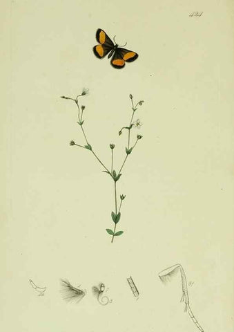 Reproducción/Reproduction 49640254558: British entomology :. London,Printed for the author,1823-1840 [i.e. 1840].. 