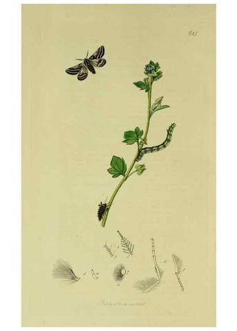 Reproducción/Reproduction 49640254948: British entomology :. London,Printed for the author,1823-1840 [i.e. 1840].. 