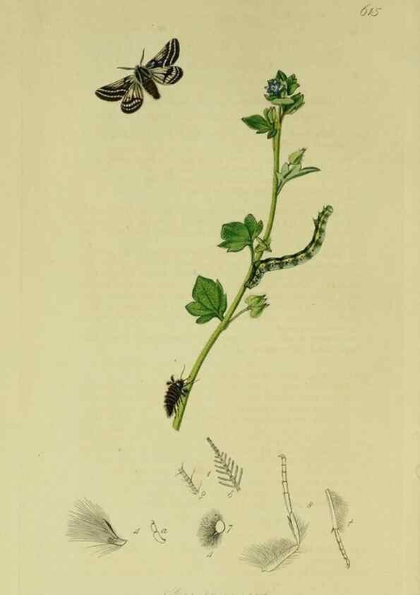 Reproducción/Reproduction 49640254948: British entomology :. London,Printed for the author,1823-1840 [i.e. 1840].. 