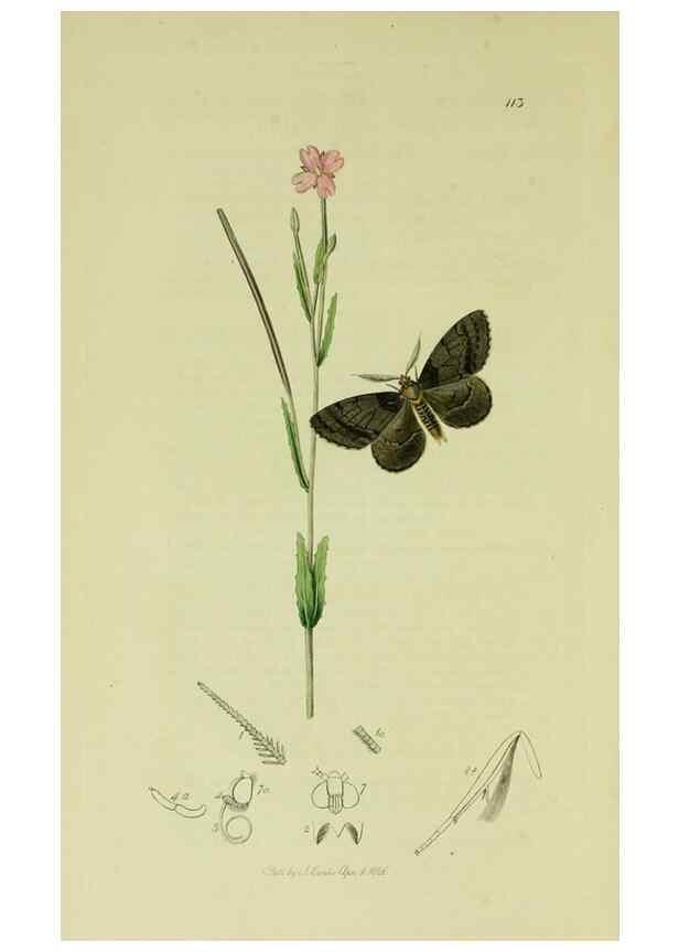 Reproducción/Reproduction 49641051017: British entomology :. London,Printed for the author,1823-1840 [i.e. 1840].. 