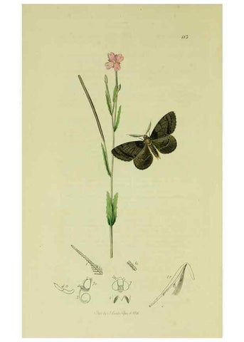 Reproducción/Reproduction 49641051017: British entomology :. London,Printed for the author,1823-1840 [i.e. 1840].. 