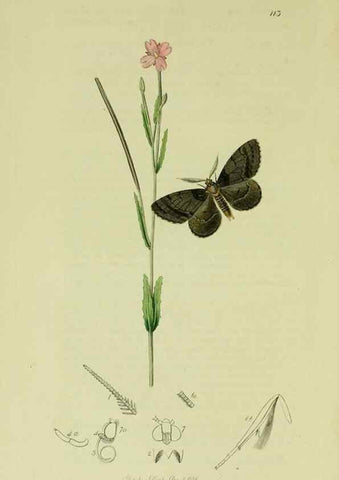 Reproducción/Reproduction 49641051017: British entomology :. London,Printed for the author,1823-1840 [i.e. 1840].. 
