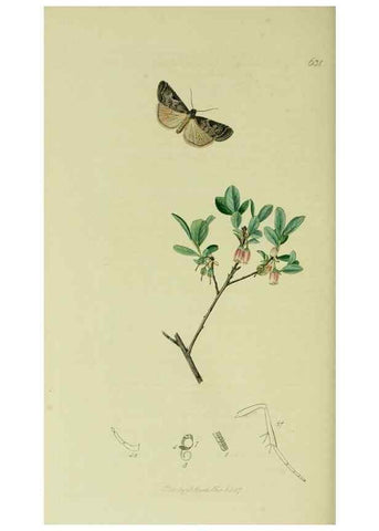 Reproducción/Reproduction 49640717971: British entomology :. London,Printed for the author,1823-1840 [i.e. 1840].. 
