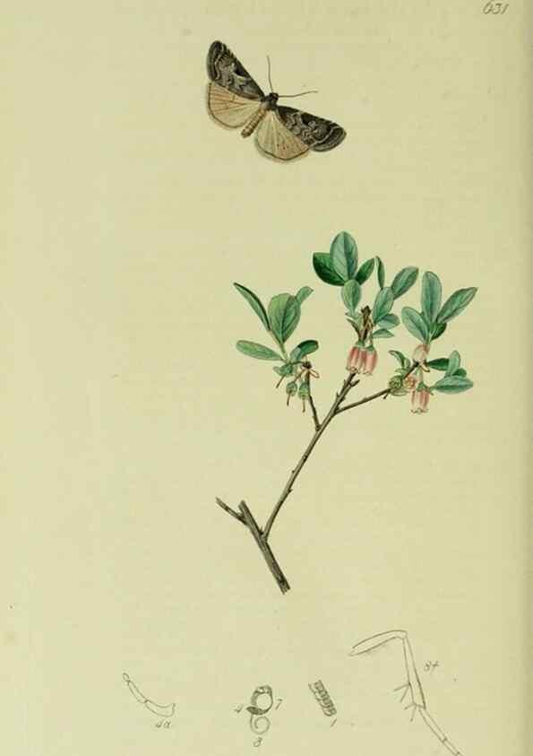 Reproducción/Reproduction 49640717971: British entomology :. London,Printed for the author,1823-1840 [i.e. 1840].. 