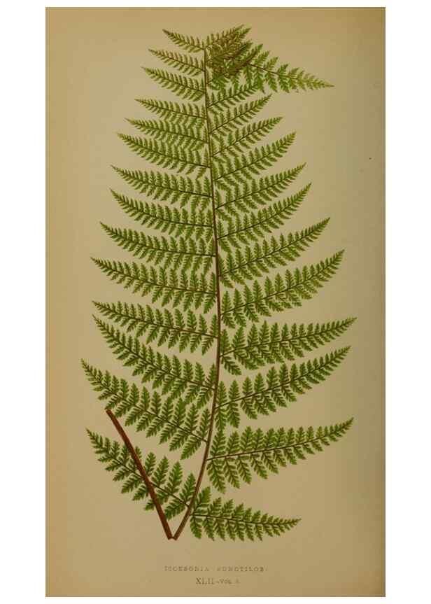 Reproducción/Reproduction 49627960163: Ferns: British and exotic.... London,Groombridge and Sons,1856-60.. 