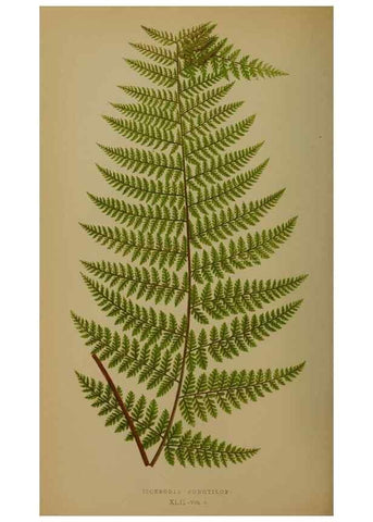 Reproducción/Reproduction 49627960163: Ferns: British and exotic.... London,Groombridge and Sons,1856-60.. 