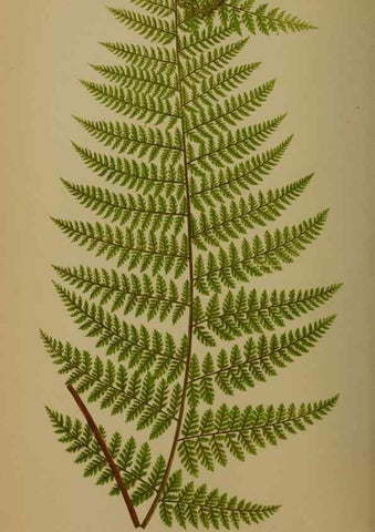 Reproducción/Reproduction 49627960163: Ferns: British and exotic.... London,Groombridge and Sons,1856-60.. 