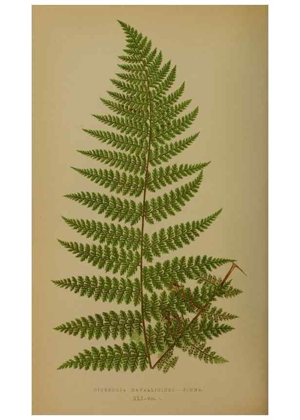 Reproducción/Reproduction 49627959958: Ferns: British and exotic.... London,Groombridge and Sons,1856-60.. 