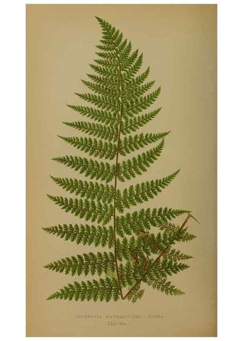 Reproducción/Reproduction 49627959958: Ferns: British and exotic.... London,Groombridge and Sons,1856-60.. 