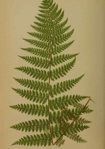 Reproducción/Reproduction 49627959958: Ferns: British and exotic.... London,Groombridge and Sons,1856-60.. 
