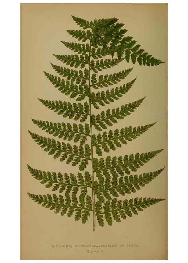 Reproducción/Reproduction 49628479171: Ferns: British and exotic.... London,Groombridge and Sons,1856-60.. 