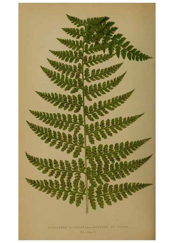 Reproducción/Reproduction 49628479171: Ferns: British and exotic.... London,Groombridge and Sons,1856-60.. 