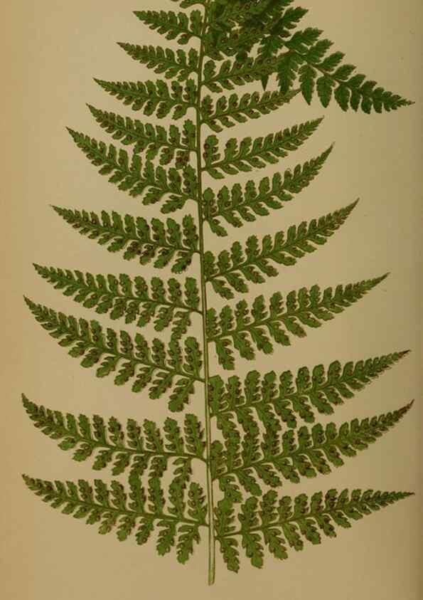 Reproducción/Reproduction 49628479171: Ferns: British and exotic.... London,Groombridge and Sons,1856-60.. 