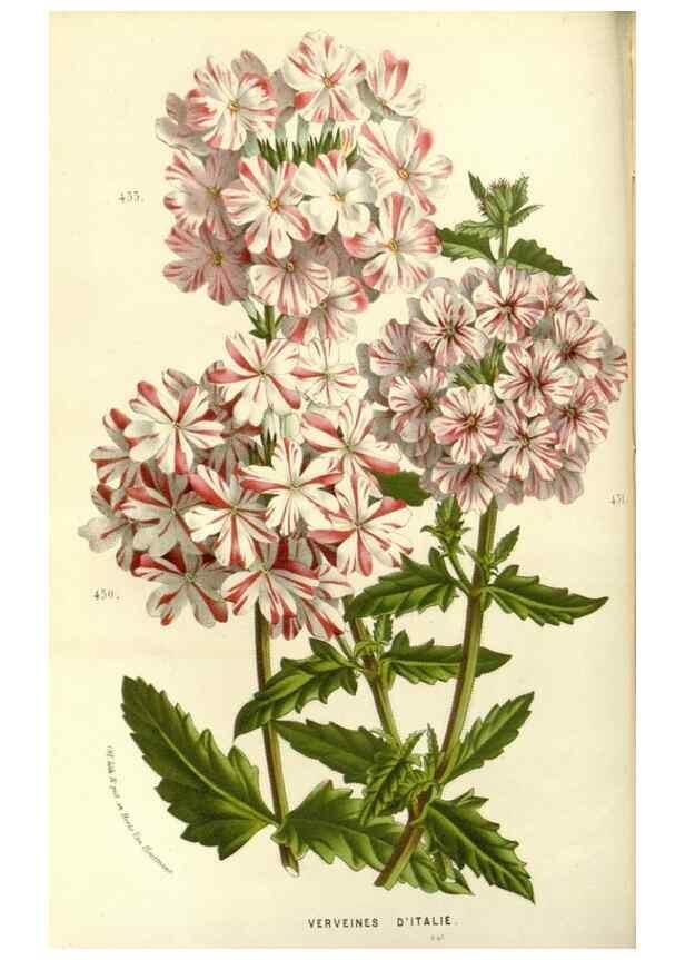 Reproducción/Reproduction 49587778326: Flore des serres et des jardins de l'Europe. A Gand :chez Louis van Houtte, eÌditeur,1845-1880.. 