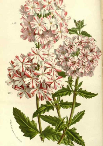 Reproducción/Reproduction 49587778326: Flore des serres et des jardins de l'Europe. A Gand :chez Louis van Houtte, eÌditeur,1845-1880.. 