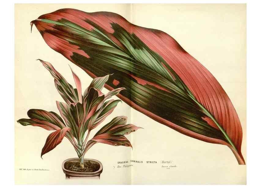 Reproducción/Reproduction 49587284008: Flore des serres et des jardins de l'Europe. A Gand :chez Louis van Houtte, eÌditeur,1845-1880.. 