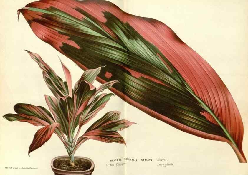 Reproducción/Reproduction 49587284008: Flore des serres et des jardins de l'Europe. A Gand :chez Louis van Houtte, eÌditeur,1845-1880.. 