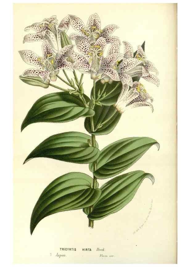 Reproducción/Reproduction 49587778646: Flore des serres et des jardins de l'Europe. A Gand :chez Louis van Houtte, eÌditeur,1845-1880.. 