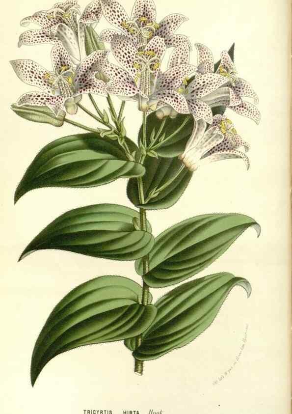 Reproducción/Reproduction 49587778646: Flore des serres et des jardins de l'Europe. A Gand :chez Louis van Houtte, eÌditeur,1845-1880.. 