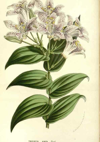 Reproducción/Reproduction 49587778646: Flore des serres et des jardins de l'Europe. A Gand :chez Louis van Houtte, eÌditeur,1845-1880.. 