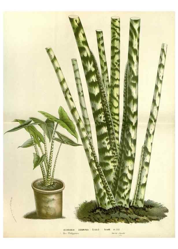 Reproducción/Reproduction 49587284433: Flore des serres et des jardins de l'Europe. A Gand :chez Louis van Houtte, eÌditeur,1845-1880.. 