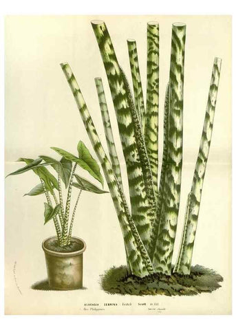 Reproducción/Reproduction 49587284433: Flore des serres et des jardins de l'Europe. A Gand :chez Louis van Houtte, eÌditeur,1845-1880.. 
