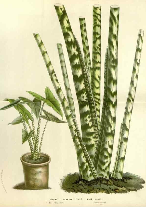 Reproducción/Reproduction 49587284433: Flore des serres et des jardins de l'Europe. A Gand :chez Louis van Houtte, eÌditeur,1845-1880.. 