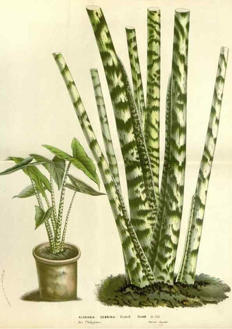 Reproducción/Reproduction 49587284433: Flore des serres et des jardins de l'Europe. A Gand :chez Louis van Houtte, eÌditeur,1845-1880.. 