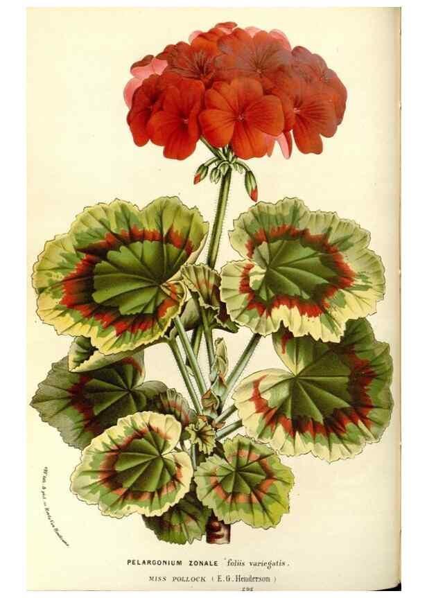 Reproducción/Reproduction 49587284613: Flore des serres et des jardins de l'Europe. A Gand :chez Louis van Houtte, eÌditeur,1845-1880.. 