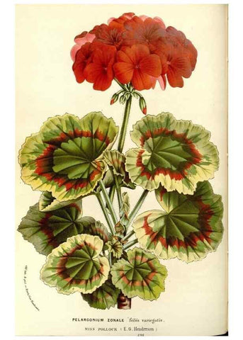 Reproducción/Reproduction 49587284613: Flore des serres et des jardins de l'Europe. A Gand :chez Louis van Houtte, eÌditeur,1845-1880.. 
