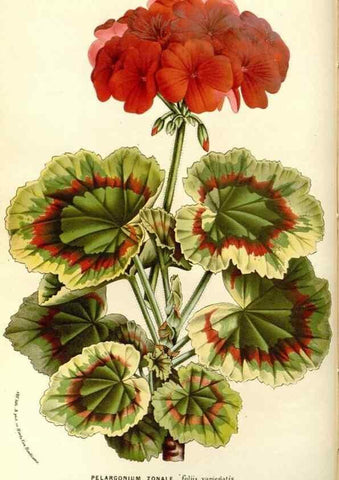 Reproducción/Reproduction 49587284613: Flore des serres et des jardins de l'Europe. A Gand :chez Louis van Houtte, eÌditeur,1845-1880.. 