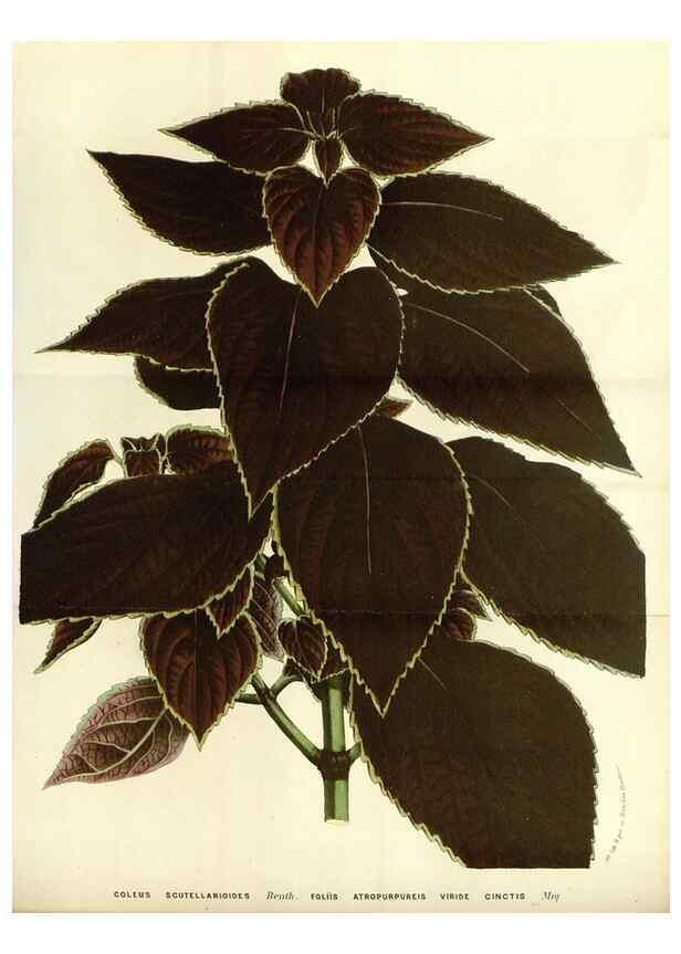 Reproducción/Reproduction 49587779301: Flore des serres et des jardins de l'Europe. A Gand :chez Louis van Houtte, eÌditeur,1845-1880.. 