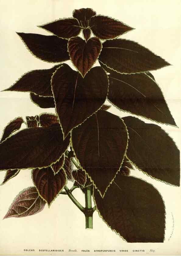 Reproducción/Reproduction 49587779301: Flore des serres et des jardins de l'Europe. A Gand :chez Louis van Houtte, eÌditeur,1845-1880.. 